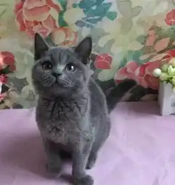  合川小猫