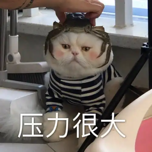  萌宠表情包小宝贝,约吗