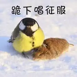 虫吃鸟搞笑图片表情包