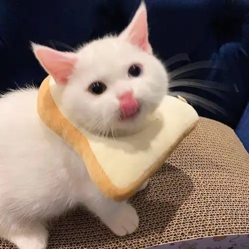  网红猫咪小奶猫蛋崽表情包
