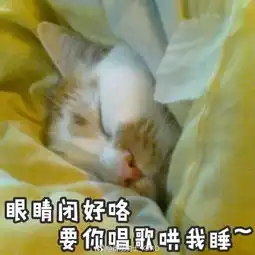 网红猫楼楼表情包
