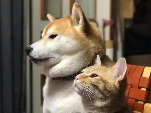  铲屎官不知道的养宠物问题,狗狗吃猫粮会怎么样,有没有危害