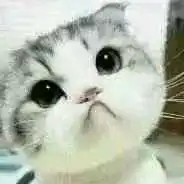  求这只猫的全套表情包
