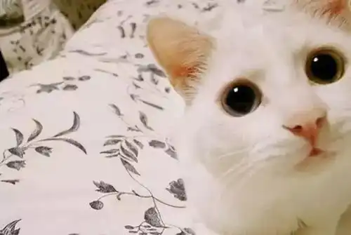  关于猫咪心情的几个问题二