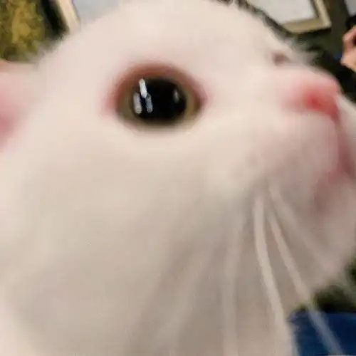  网红猫咪小奶猫蛋崽表情包三