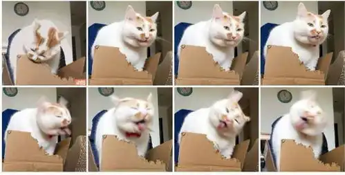  人气超高的网红猫去世,你的表情包里面还会有它们吗