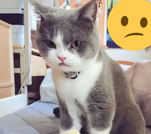 网红猫表情包小猫咪