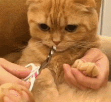  千万不要让一只勤快的猫带一只懒猫出门