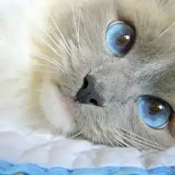 表情包开心什么意思猫咪