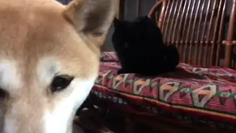  柴犬不让小黑猫睡觉大好猫距离置柴犬dogbotherscatssleep