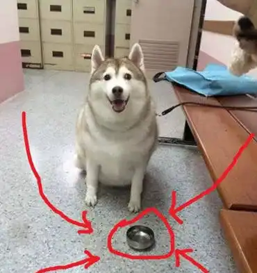  老奶奶帮哈士奇减肥,二哈被迫用小碗不高兴,随后的这表情亮了
