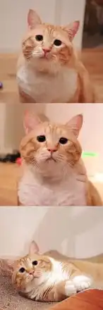  小胖橘猫guppy,每天丧丧的不开心,哈哈哈可以来收表情包了