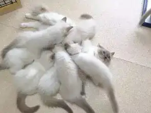 猫咪开心表情包扎心