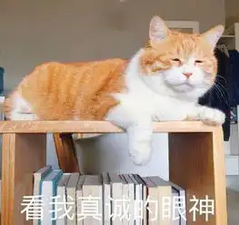  橘猫表情包呀