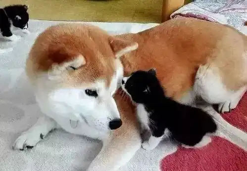  不靠表情包,这只柴犬因为不停地捡到猫火了