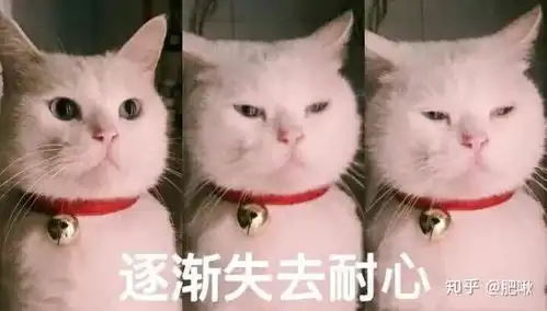 猫咪开心表情包猫咪