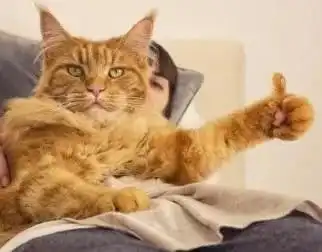猫咪开心表情包学习