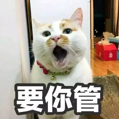  流浪猫把饭馆当家,强占过道不肯走,隔天还将小女友带来见家长