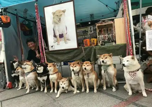 哈喇子表情包柴犬