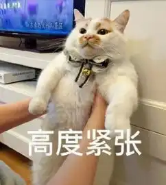  云吸猫你在表情包里撸过的猫原来都在这里