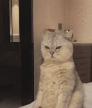  猫像人一样站在床边,表情十分生气,网友完了,这肯定要出事