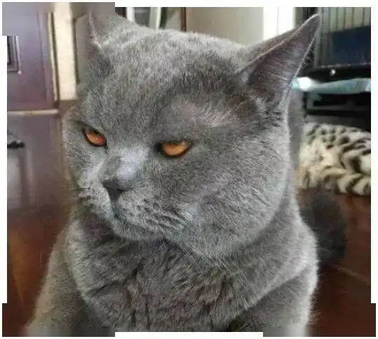 小哈皮表情包蓝猫