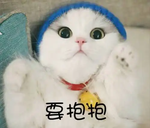  盘点那些我们常用作表情包的网红猫