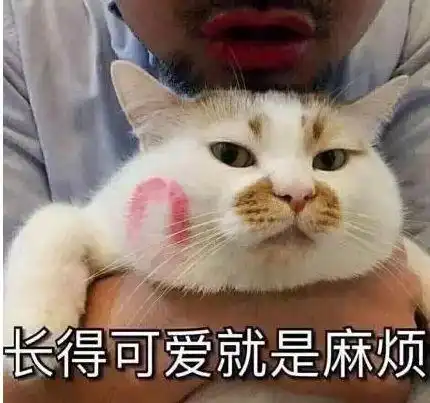  中华田园猫,我们不简单