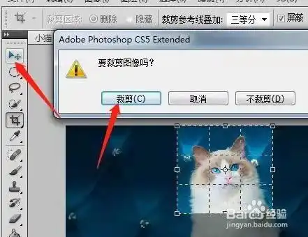 cc猫动态表情包ps