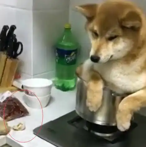  主人把柴犬炖了,狗狗坐在锅里真的害怕了,小表情好可怜