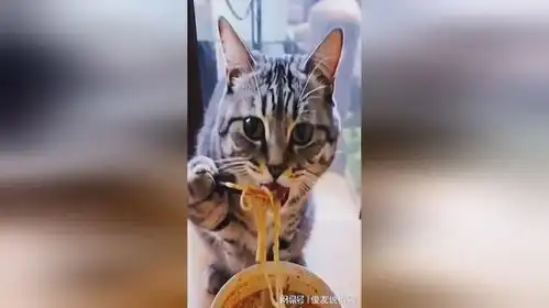  养猫的乐趣,被猫咪的表情笑到了
