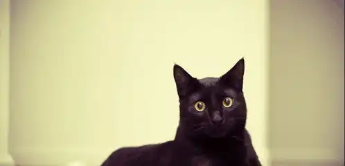  母猫生下5只小猫,公猫开心跑去看望猫宝宝,结果气得炸了毛