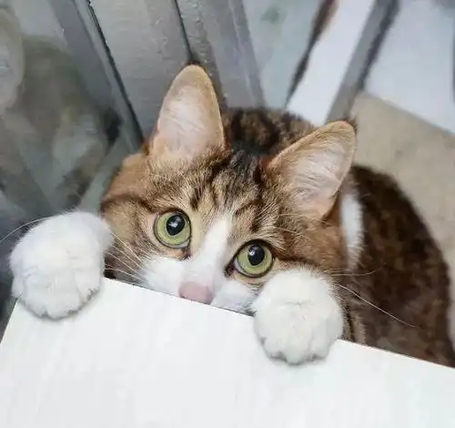  身患残疾的猫咪被丢弃在垃圾堆,流浪5个月后重获幸福并爆红网络