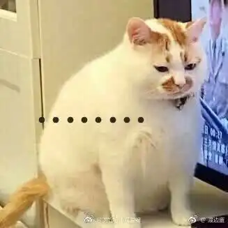 网红猫表情包表情包