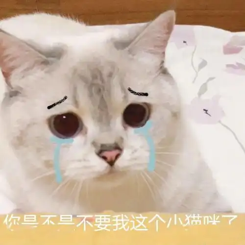 网红猫表情包睡觉