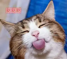 网红猫表情包猫奴