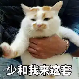 网红猫表情包养猫
