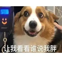  心心念念的小柯基的可爱表情包