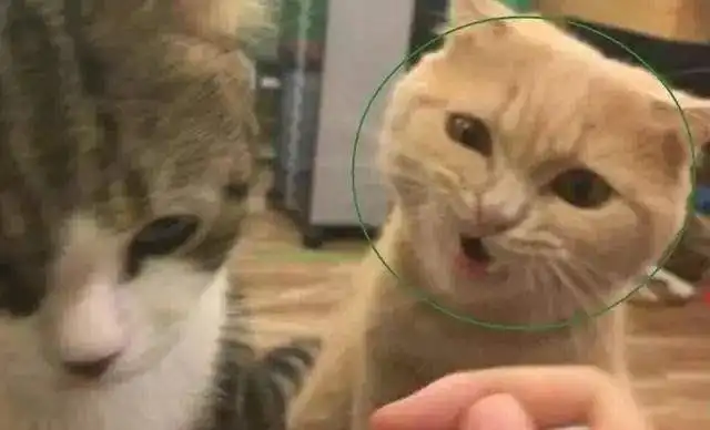  一到饭点,铲屎官就变身猫爬架,四只猫虎视眈眈,这饭吃的不容易