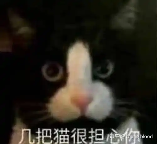 点点工作室表情包动图猫