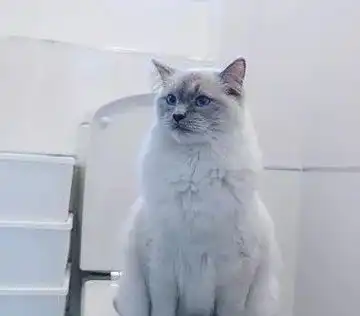  这只猫因为上厕所的那点事,被点了2万多个赞
