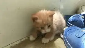  小黄睡醒了伸懒腰
