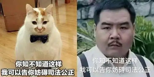 网红猫表情包入侵地球