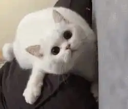 伸懒腰表情包可爱gifgif