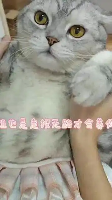 猫咪开心表情包小森