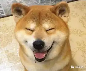  我的柴犬真的走了,再也回不来了