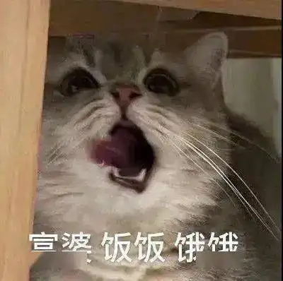  盯盯盯盯盯盯丨第156期喵表情