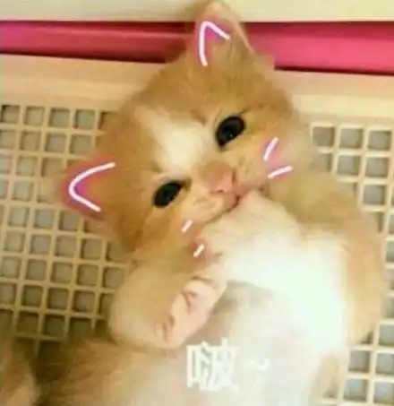  表情包软萌猫咪撒娇卖萌系列软妹必备
