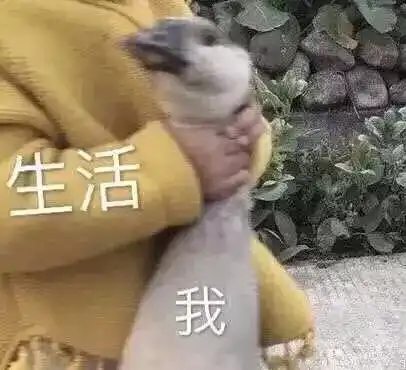 群星表情包大全龙舟