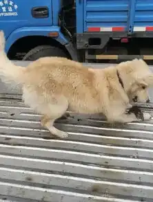  老鼠被狗追到崩溃,狗一脸兴奋的表情,老鼠狗哥,你放过我吧